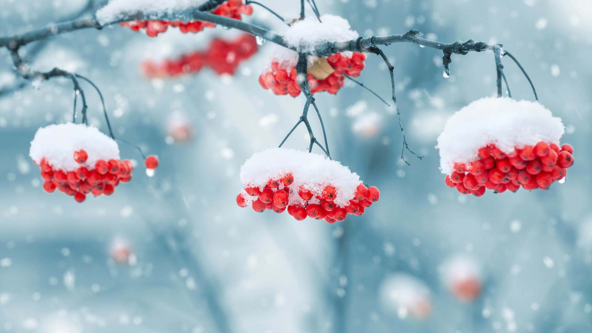  دانلود والپیپر طبیعت برای کامپیوتر full hd