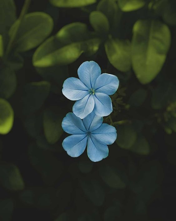  عکس گل برای پس زمینه