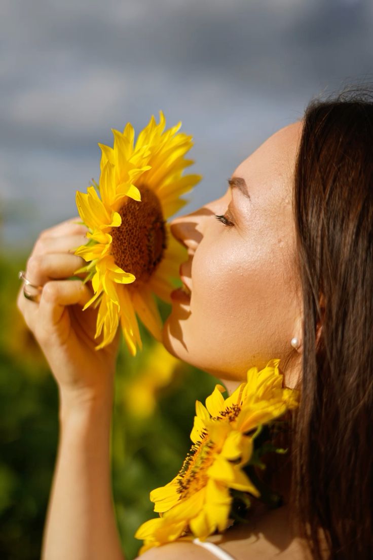 عکس گل آفتابگردان زیبا