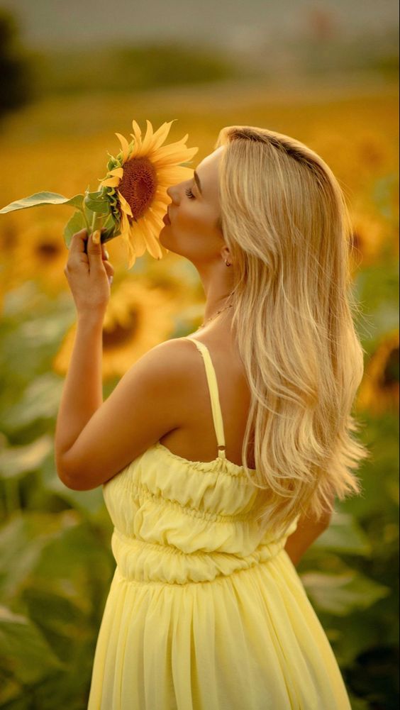 عکس گل آفتابگردان زیبا