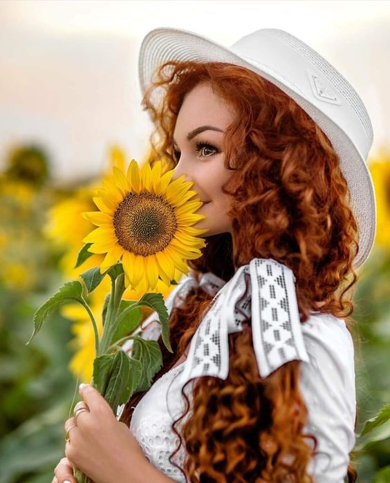 عکس گل آفتابگردان زیبا